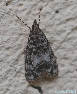 Eudonia sudetica